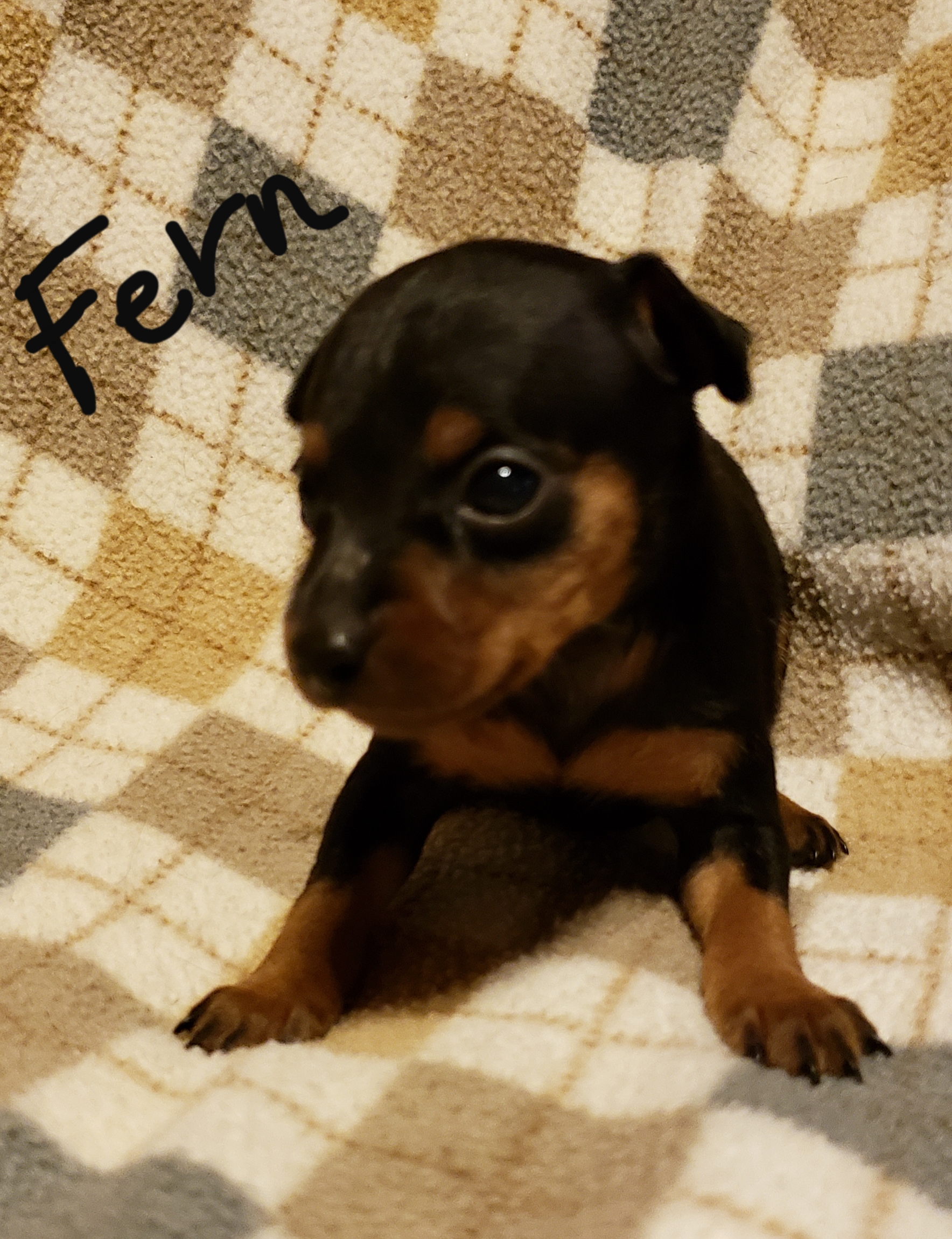 Miniature Pinscher Min Pin Puppies For Sale