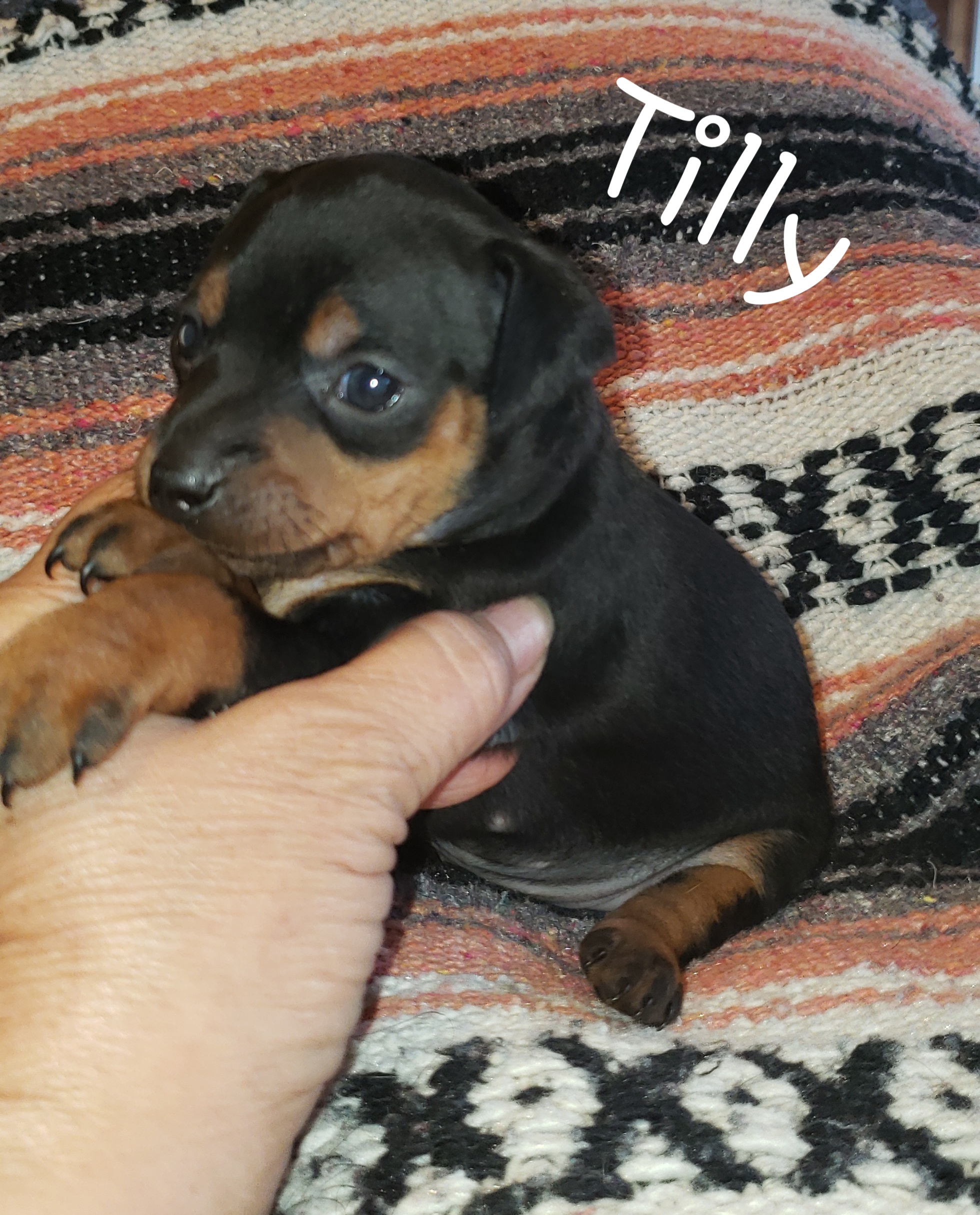 mini pin puppies for sale